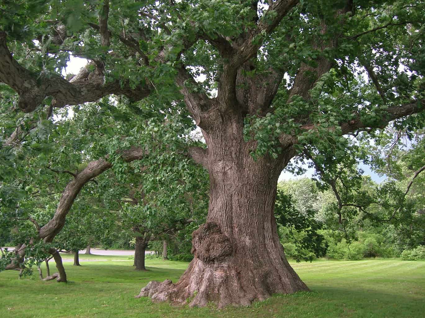 white oak